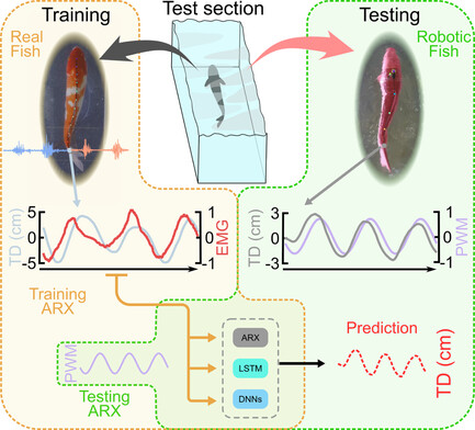 Real fish EMG, flow tunnel, robotic fish, and flow regimes