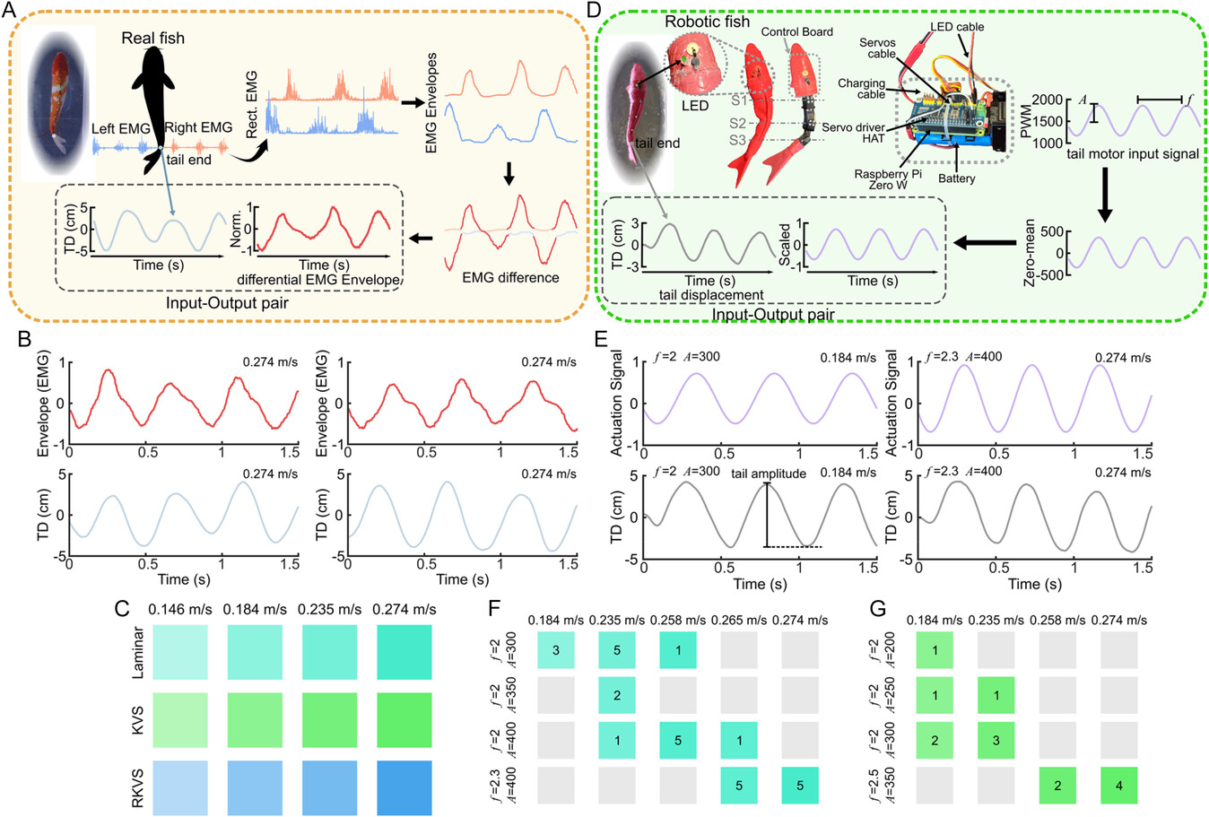 Signal processing pipeline for real fish and robotic fish